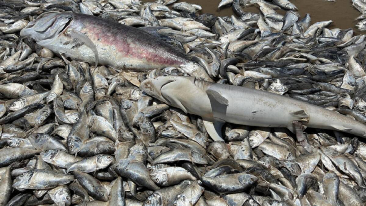 Miles de pescados muertos en Texas. Foto: Twitter/AlertaMundial2.