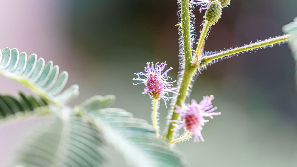 Sorprendente: cómo es la planta “dormilona”, una especie que se mueve sola y cautiva con su belleza