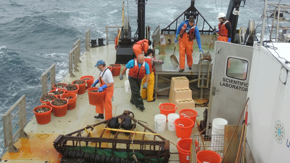 Qué es la minería submarina y cuáles son sus riesgos para la vida océanica y el ambiente