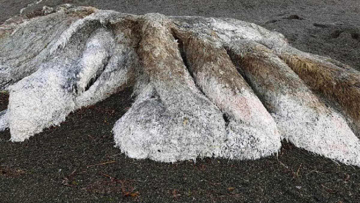 Misterio en el mar, monstruo peludo en el Extremo Oriente de Rusia