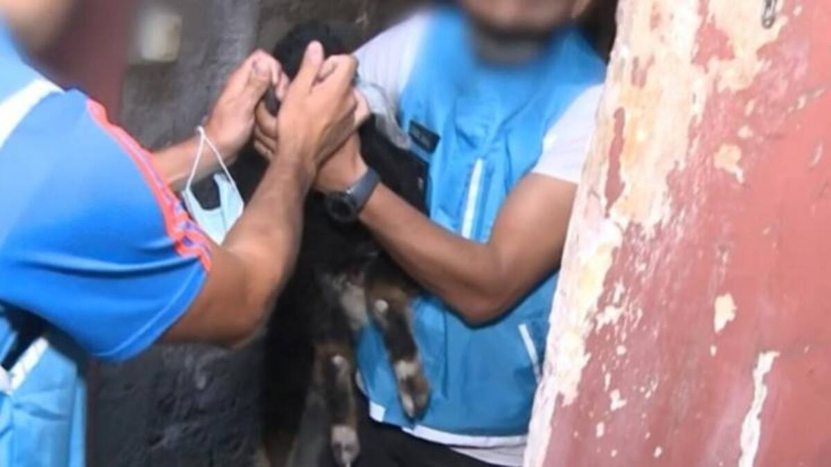 Un chivito fue rescatado cuando iba a ser sacrificado en un rito umbanda