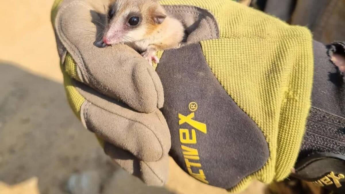 Monito del monte. Foto: X