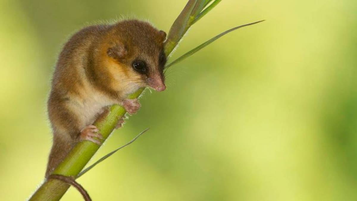 Monito del monte. Foto X.