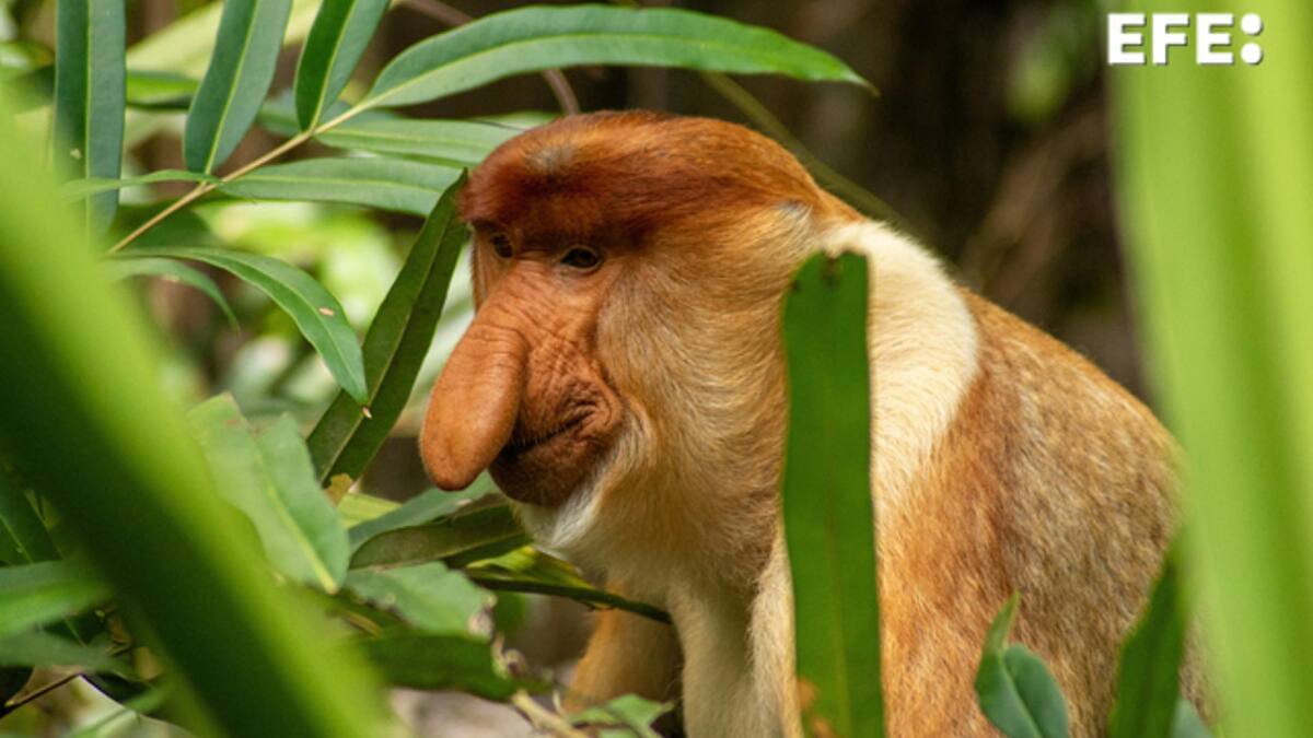 Mono narigudo. Foto: EFE.