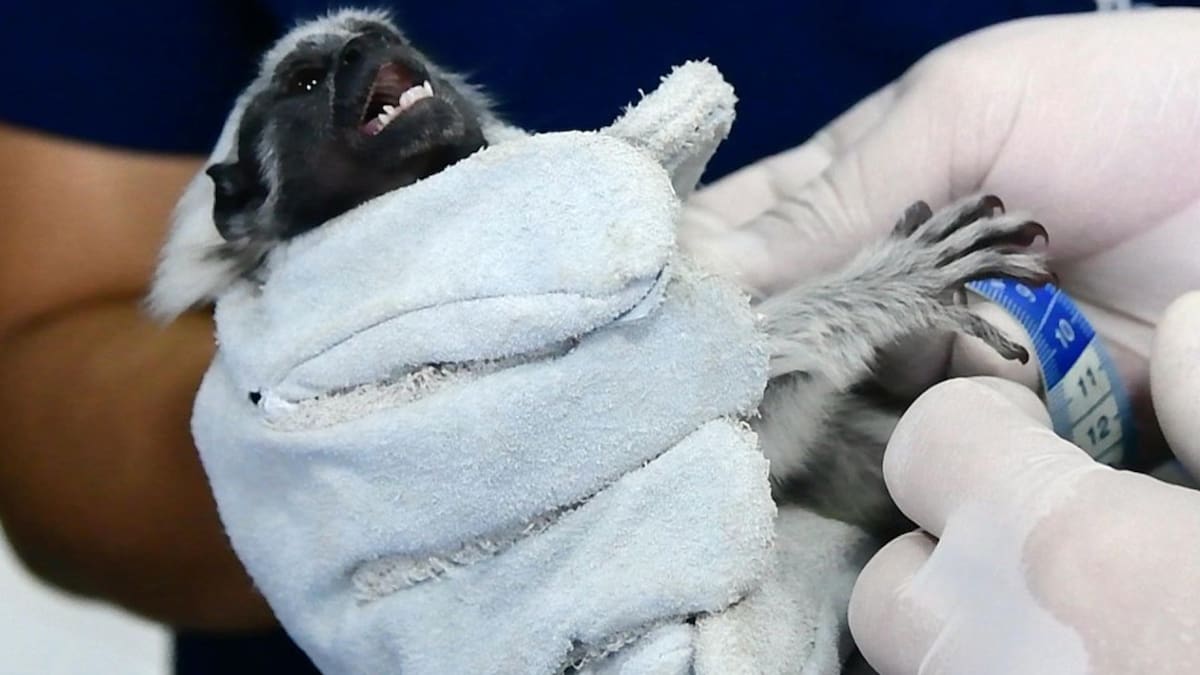 Tráfico de animales en Colombia: rescataron a dos monos tití en peligro de extinción