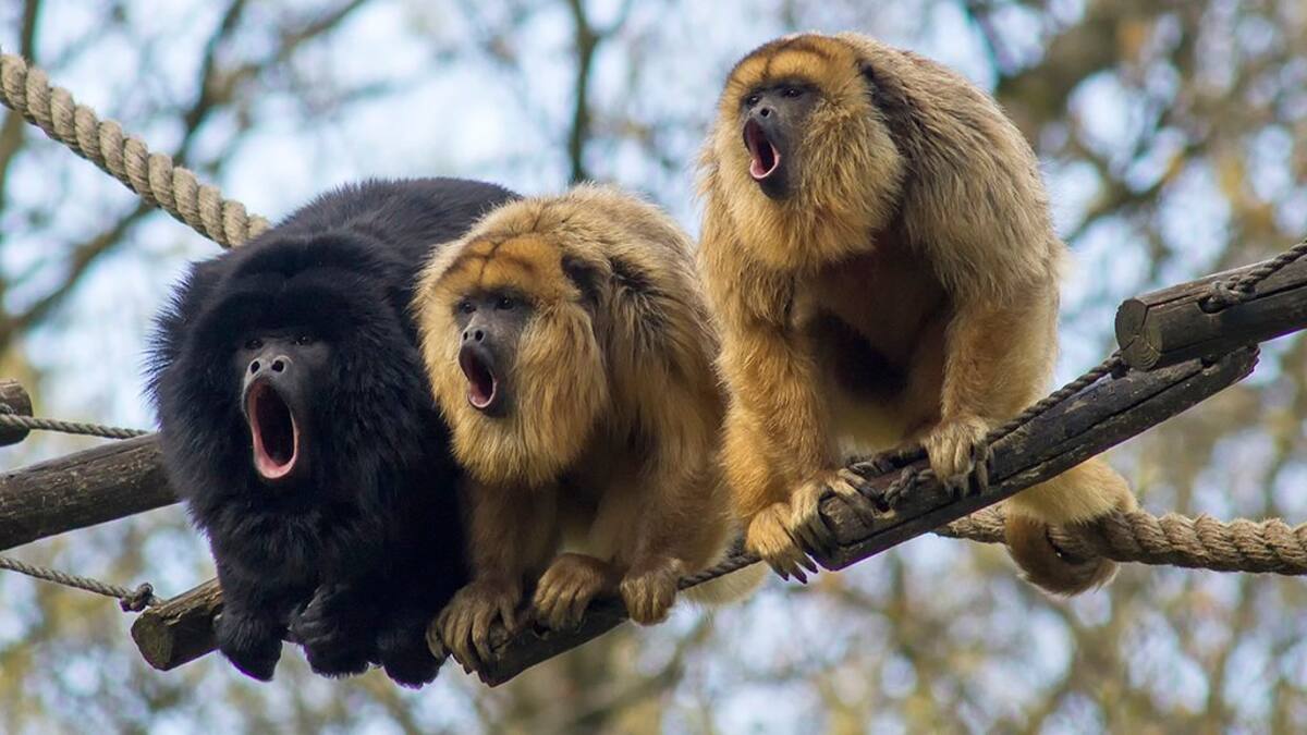 Uno de los santuarios de monos más grandes del mundo está en Argentina: dónde queda y cómo visitarlo