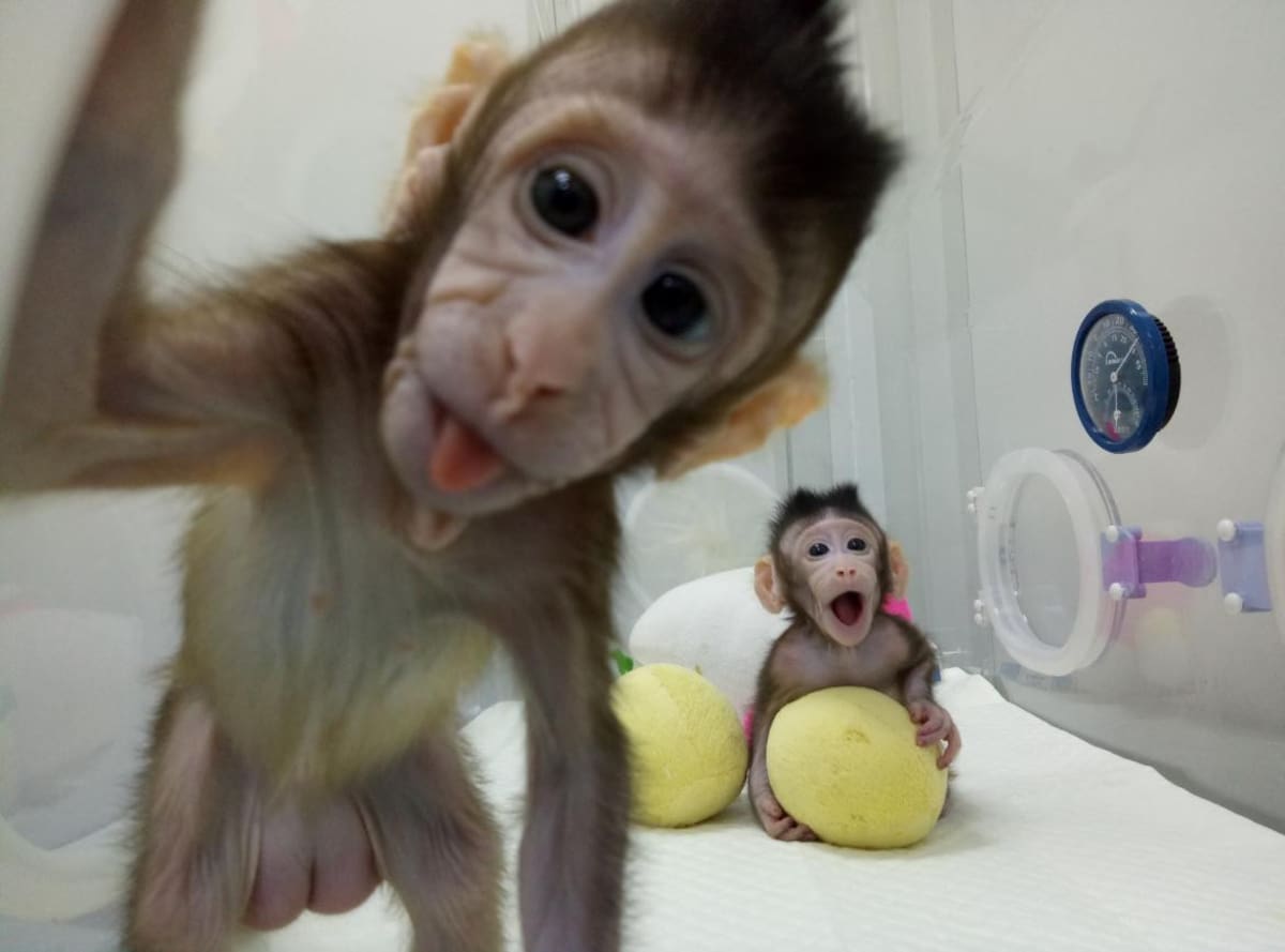 Monos clonados en China (Reuters)