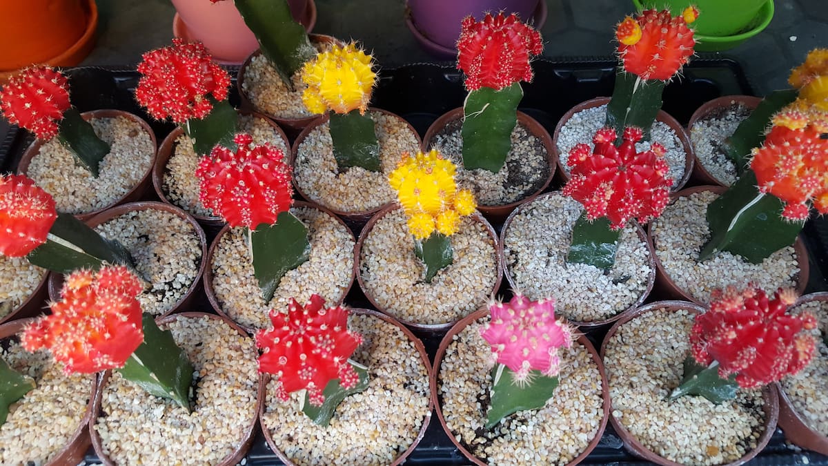 Los cactus combinan estética y bajo mantenimiento, convirtiéndose en protagonistas de la decoración interior.