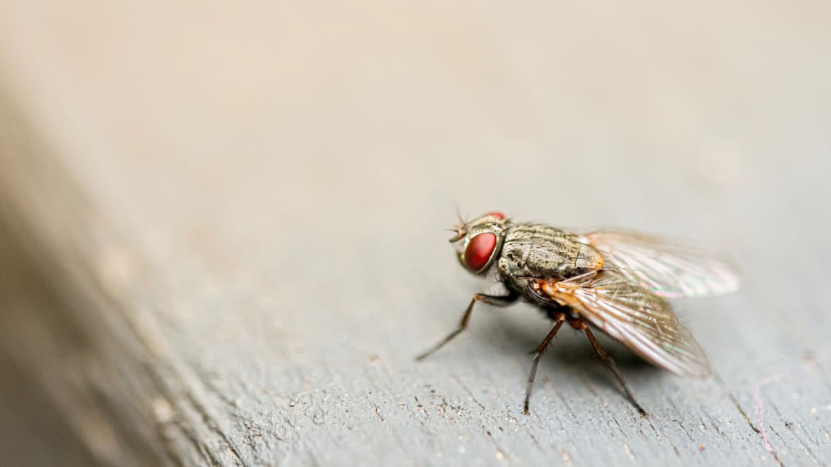Mosca. Foto: Unsplash.