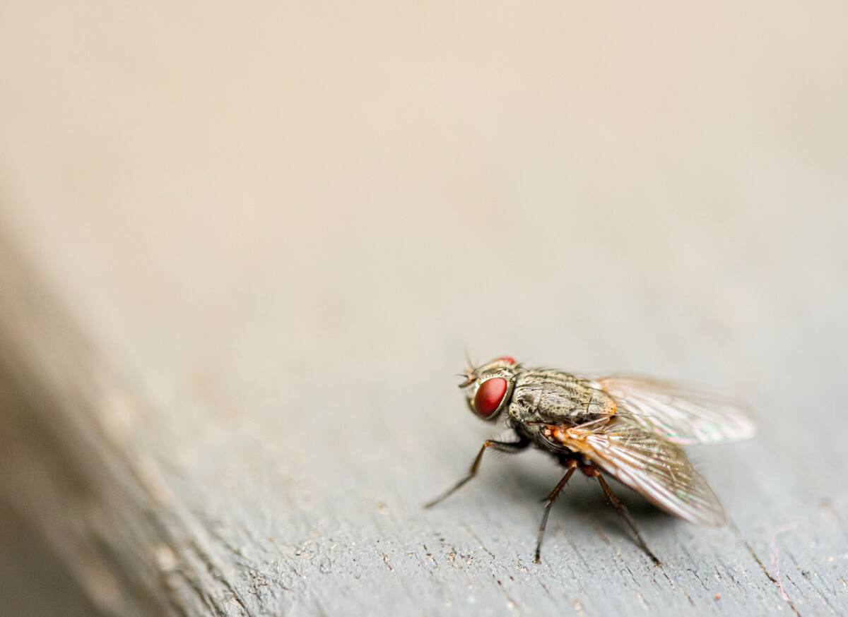 Mosca. Foto: Unsplash.
