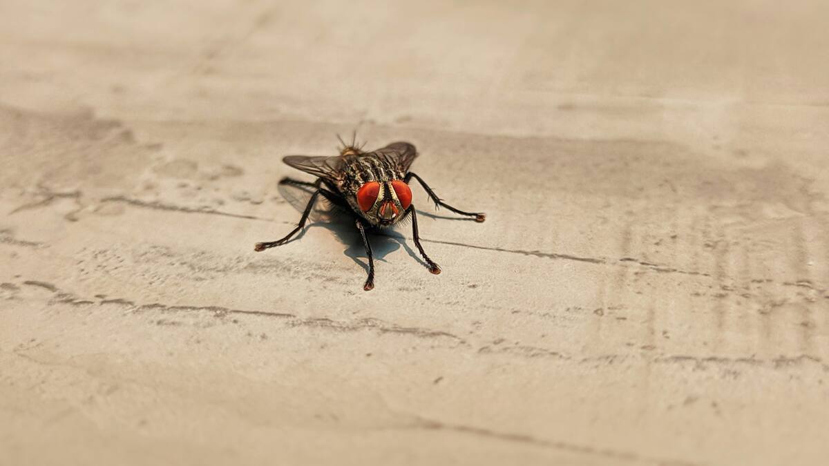 Cómo eliminar las moscas del hogar. Foto: Unsplash.
