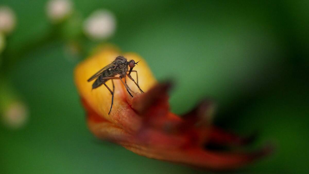 Mosquito. Foto: Unsplash.