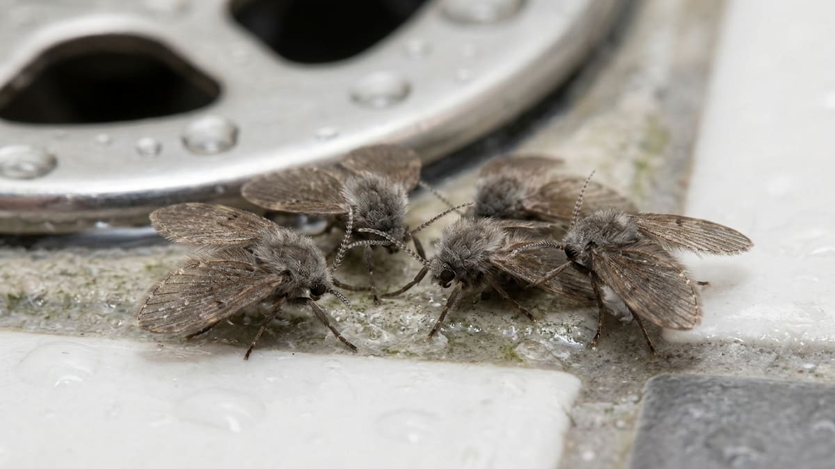 Como erradicar las mosquitas del baño y la cocina