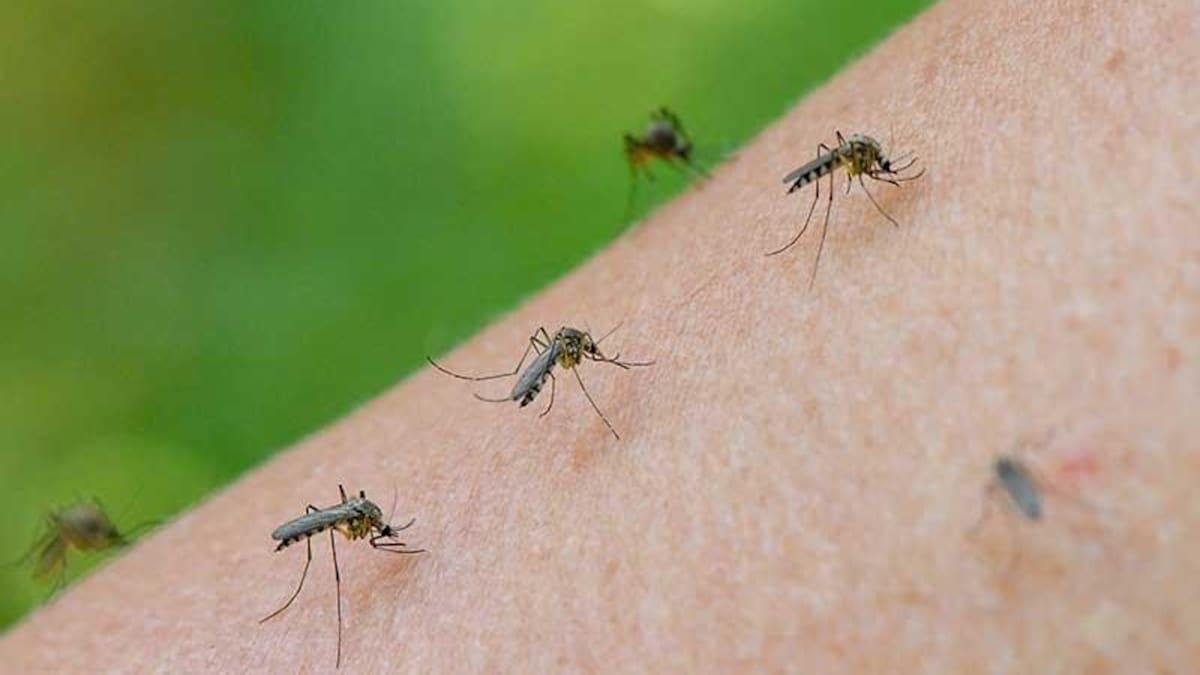 3 plantas decorativas que ahuyentan a los mosquitos.