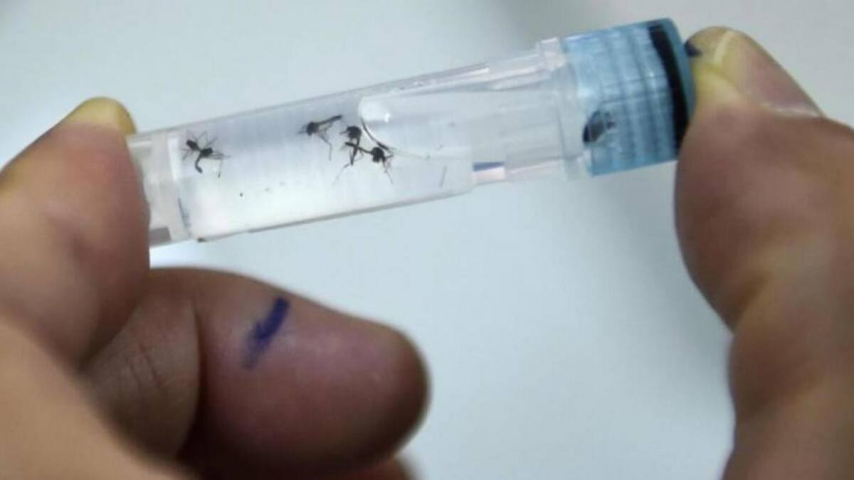 Mosquitos del dengue