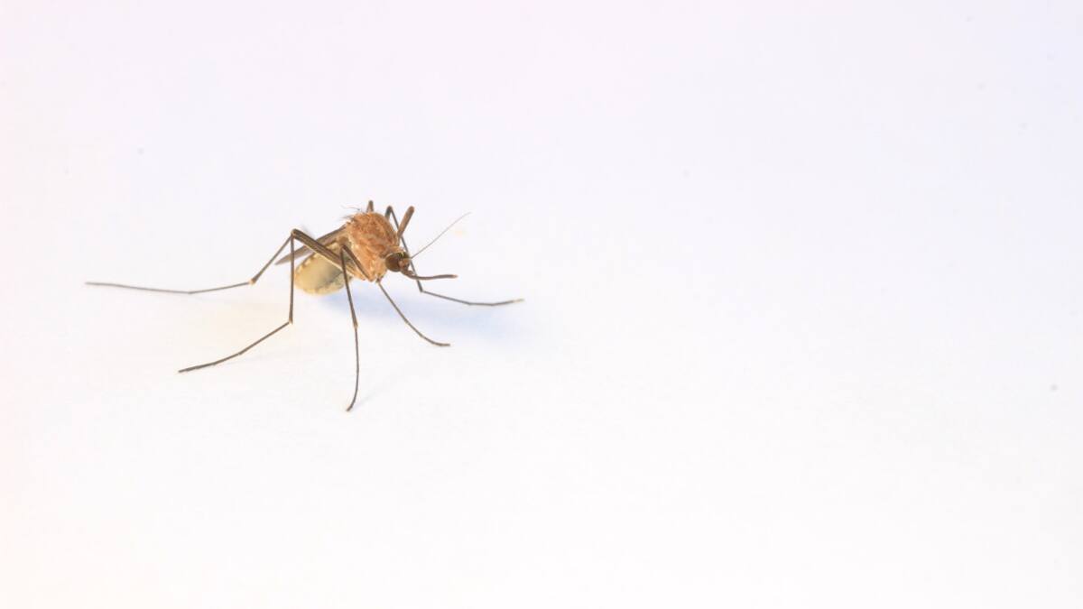 Malaria: Estados Unidos emite un alerta por cinco casos de transmisión local en Florida y Texas