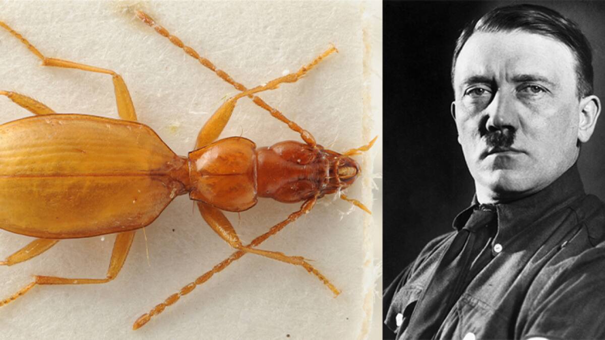 Muchos científicos creen que no es necesario cambiar el nombre del insecto. Foto: Twitter (@otonista).