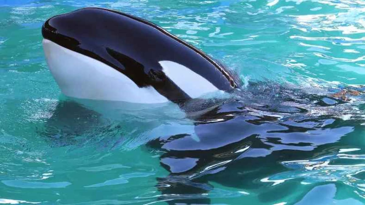 Muere Lolita, la orca cautiva en el Miami Seaquarium. Foto: Twitter