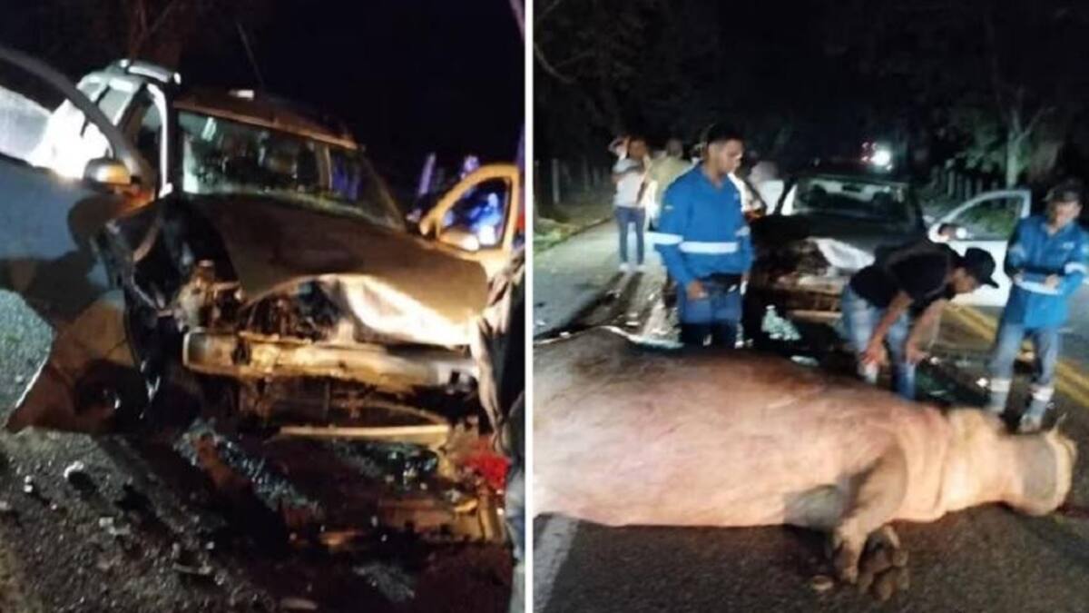 Muere uno de los hipopótamos de Pablo Escobar tras chocar contra un vehículo. Cuenta de Twitter Denuncias Antioquia
