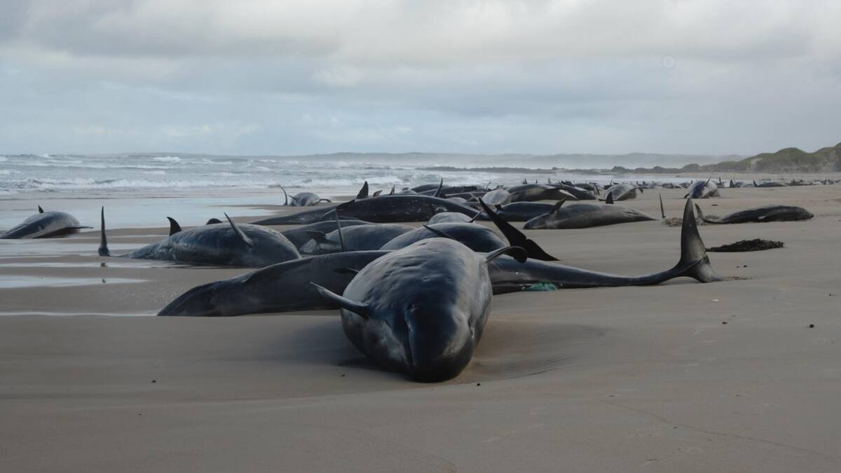 Mueren ballenas en Australia. Fuente: EFE