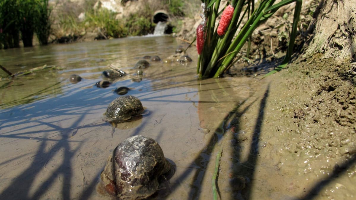 Mundo animal. Foto: EFE