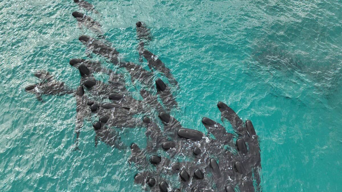 Murieron ballenas en Australia. Foto: EFE.