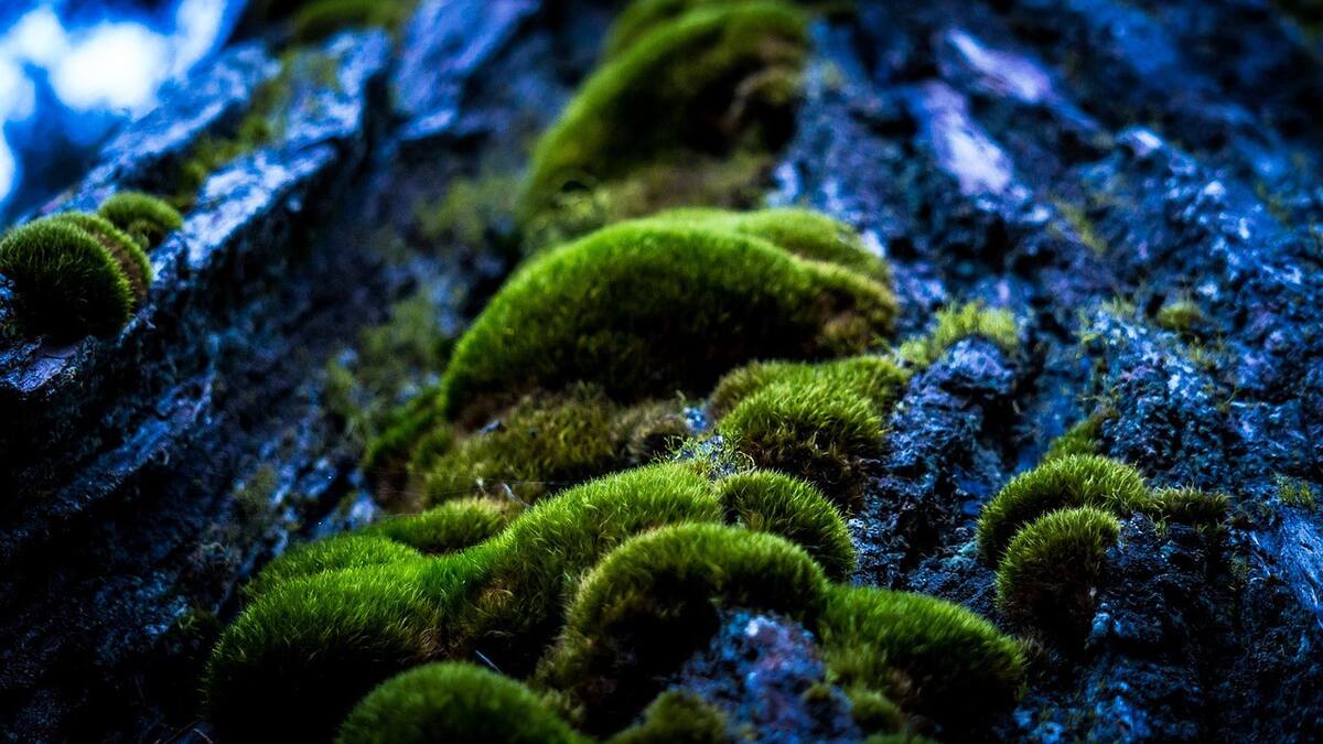 Musgo. Foto: Pexels.