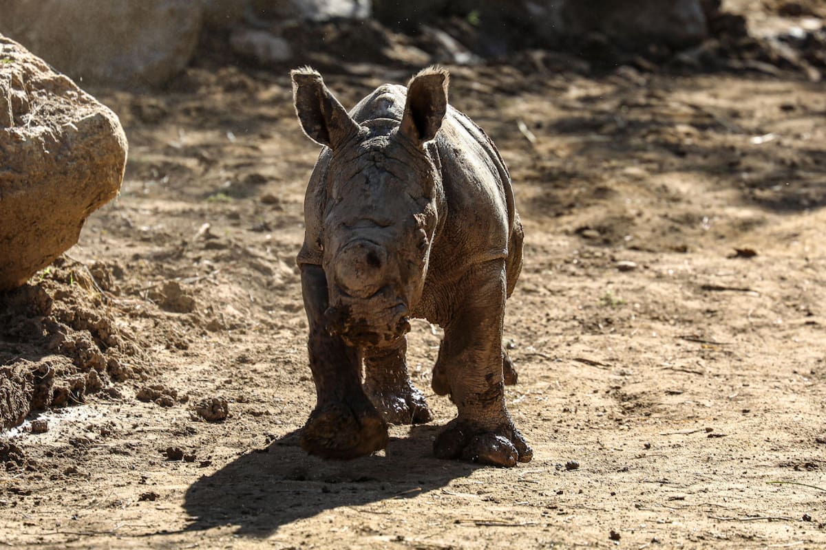 Nace en un zoológico chileno la tercera cría de rinoceronte blanco de Suramérica. Foto: EFE.