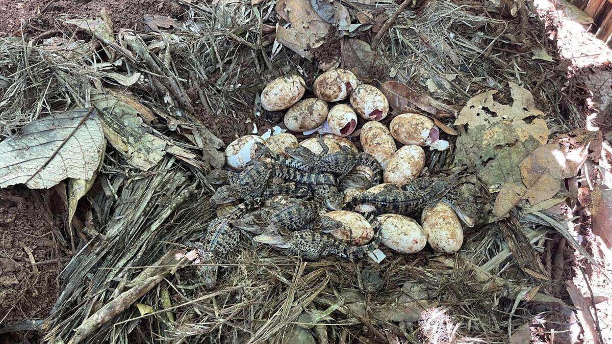 Nacen 60 crías del casi extinto cocodrilo siamés en una zona selvática de Camboya. Foto: EFE.