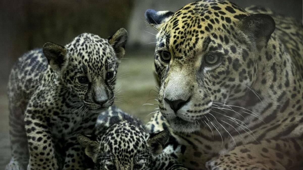 "Iniciativa Jaguar": gobiernos de Latinoamérica se unieron para salvar a los yaguaretés en peligro de extinción