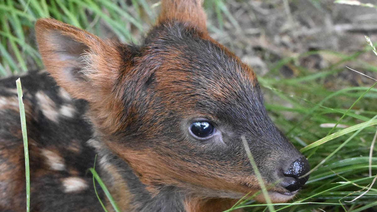 Nació en la Argentina un pudú, uno de los ciervos más pequeños del mundo