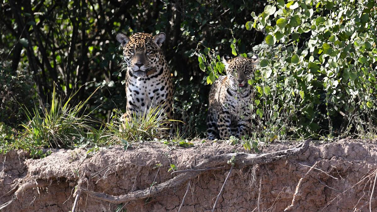 Histórico: nació un yaguareté en el Impenetrable chaqueño después de 35 años