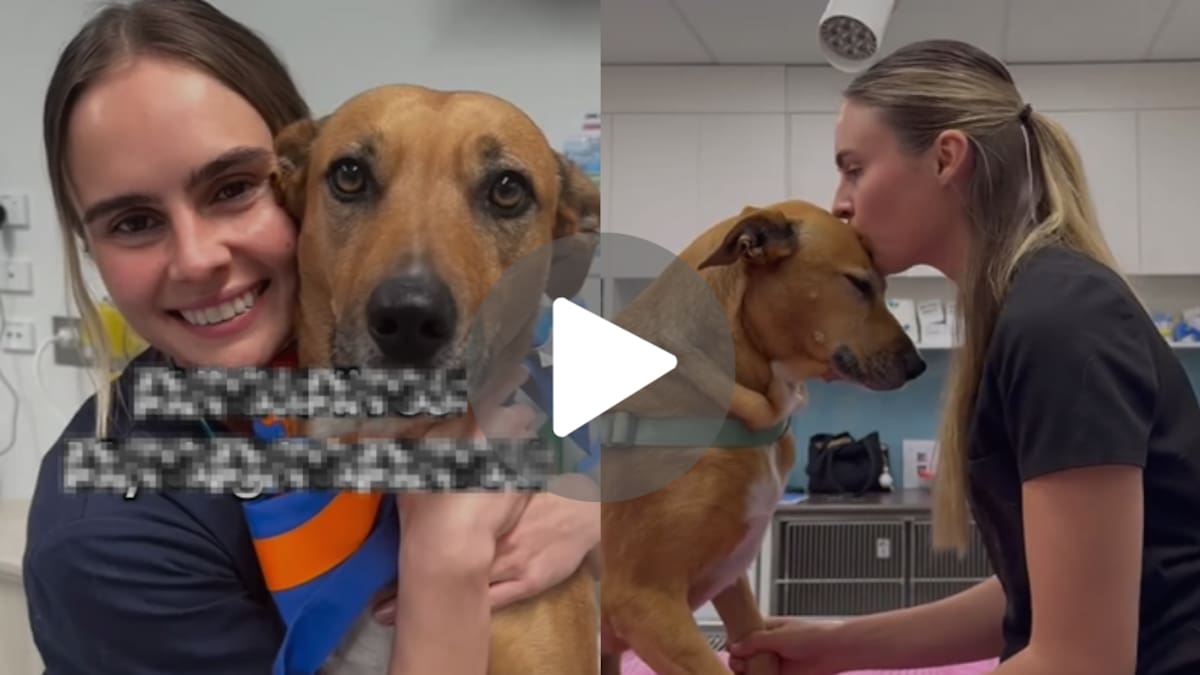 La perrita que acompaña a otros perros que reciben la eutanasia en soledad: así es la conmovedora historia de Nala