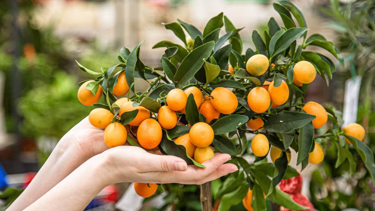 Papel aluminio en el naranjo: qué beneficios aporta este increíble truco de jardinería y cómo aplicarlo