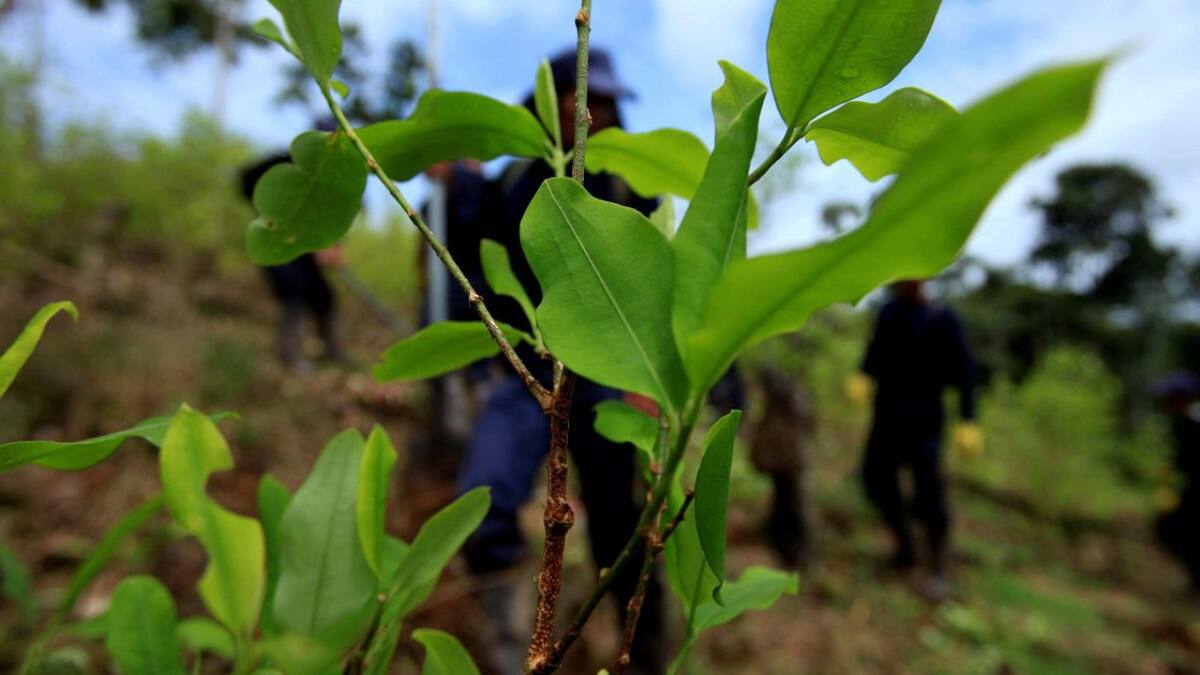 Narcodeforestación. Foto: EFE