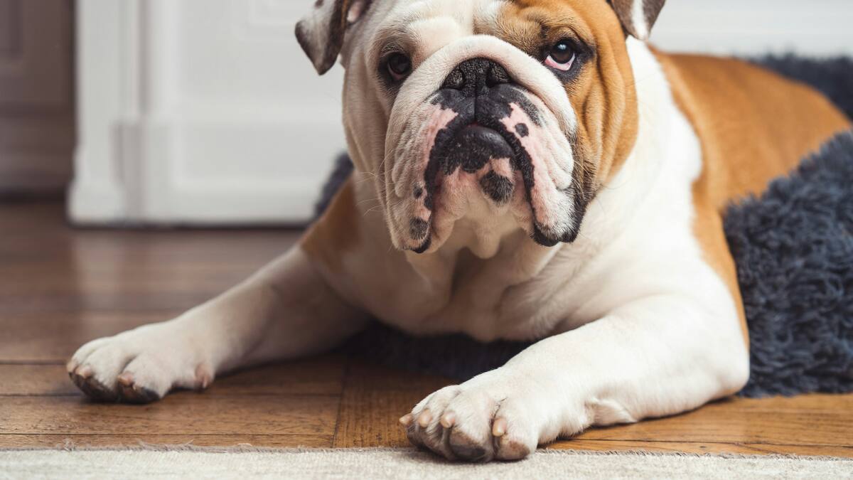 Nariz seca en perros, como protegerlos -Foto: Unsplash.