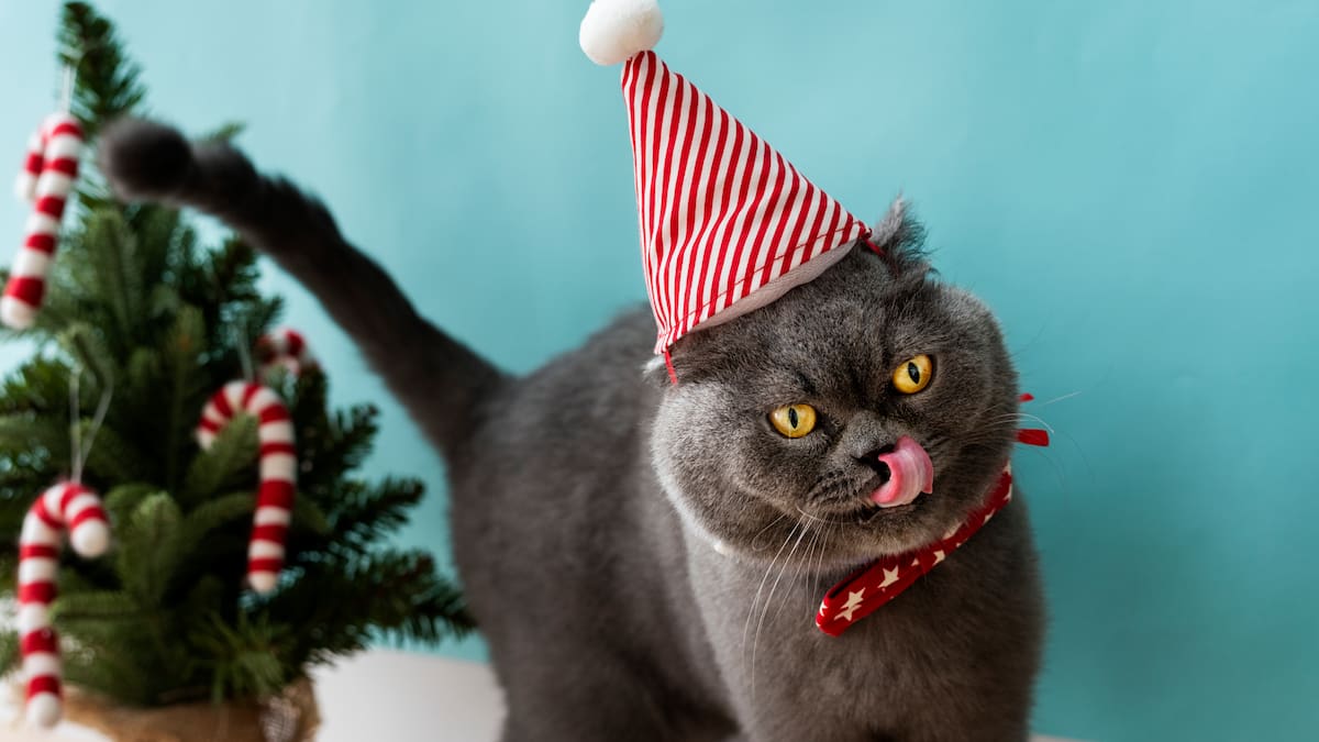 Navidad 2026: además del arbolito, qué otras plantas decorativas pueden ser tóxicas para perros y gatos