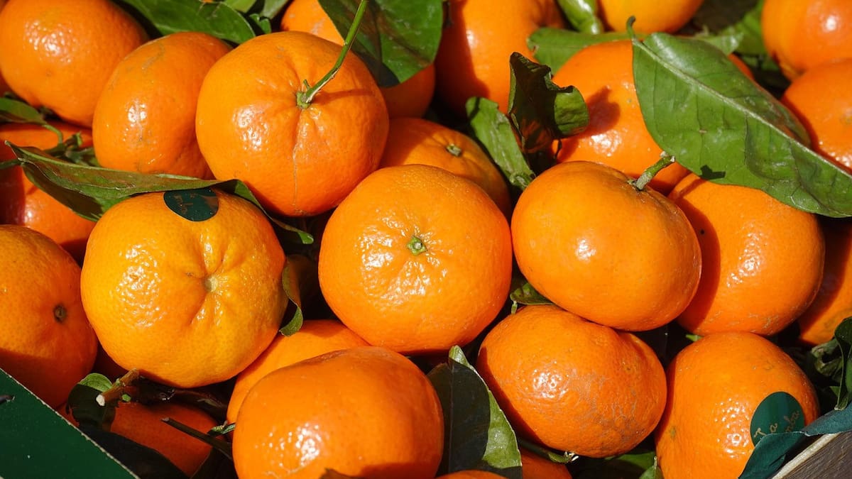 Beneficios de la mandarina: 6 razones para consumir esta fruta que previene el resfriado y la gripe en otoño e invierno