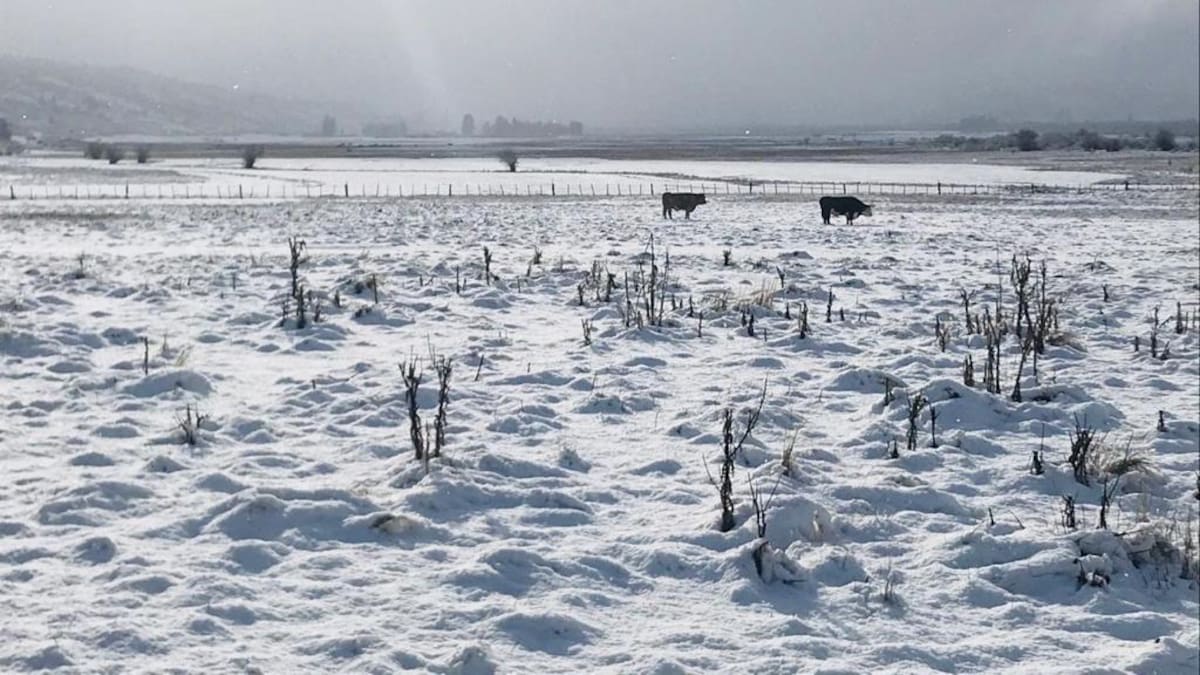 Cuatro provincias argentinas están bajo alerta por fuertes nevadas en Argentina.