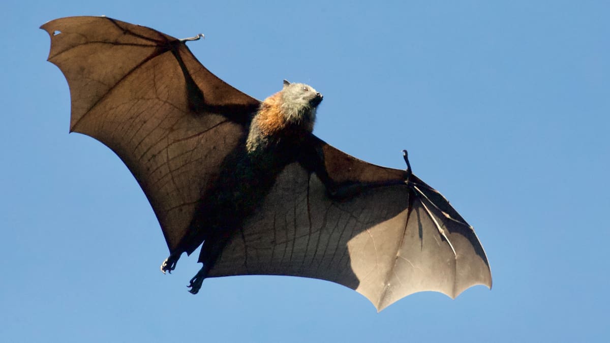 Nipah, transmitidos por muercielagos. Foto: Unsplash