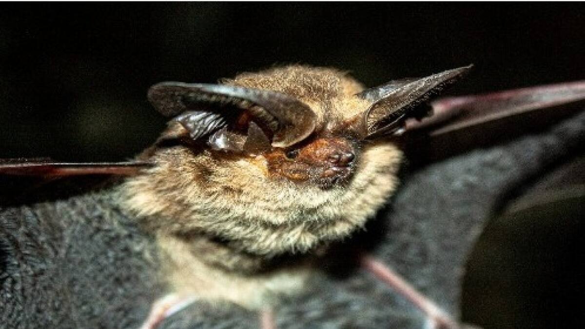 Nueva especie de murielago colombiano. Foto: X/ @webnotitarde