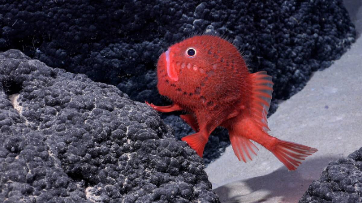 Nueva especie de pez. Foto: Instituto Oceánico Schmidt.