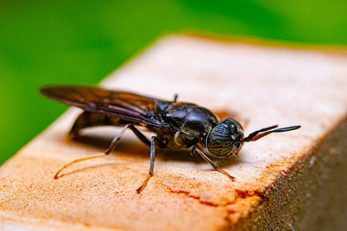 Nuevas especie de moscas negras. Foto: Unsplash