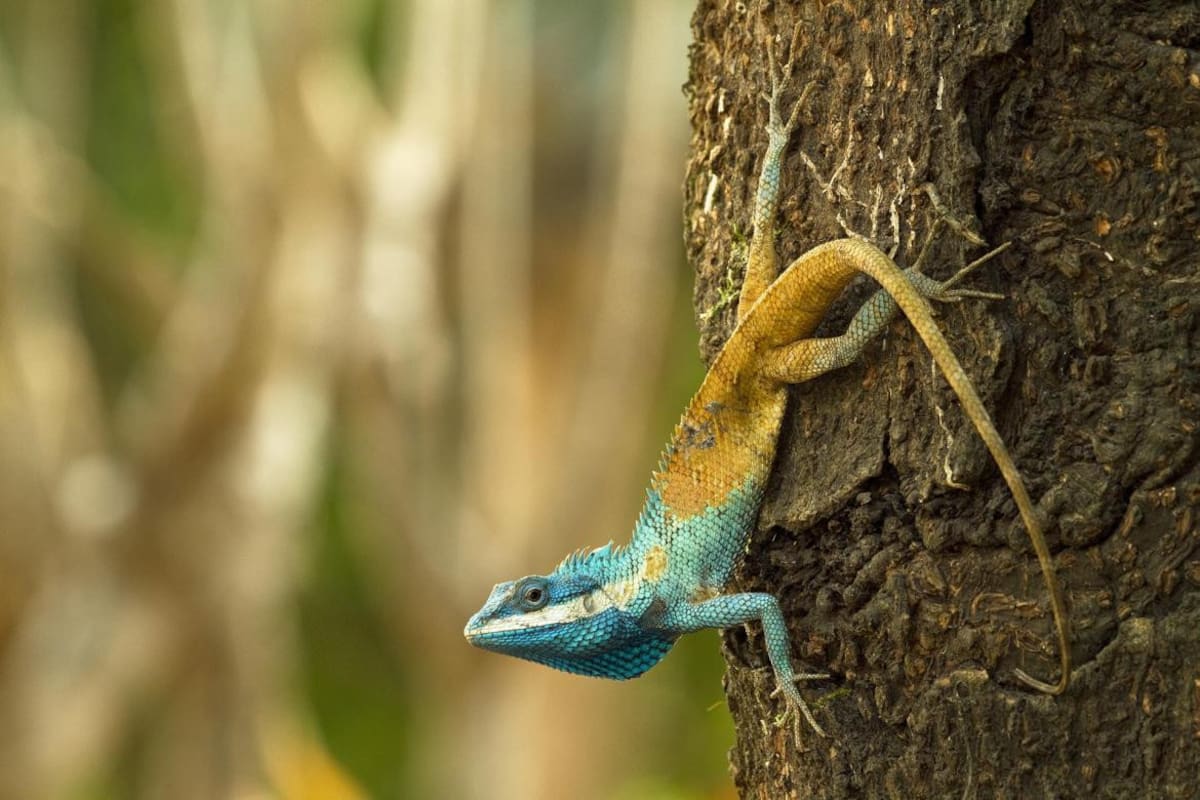 Nuevas especies descubiertas en Sudeste Asiático en riesgo de extinción. Foto: EFE.