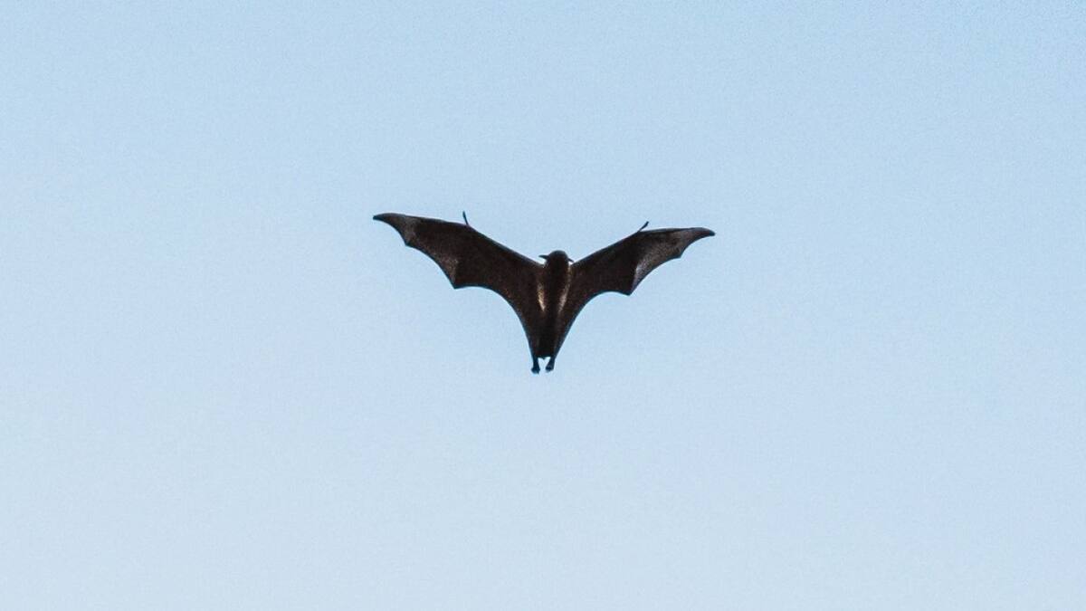 Nuevo hallazgo en Ecuador. Foto Unsplash.