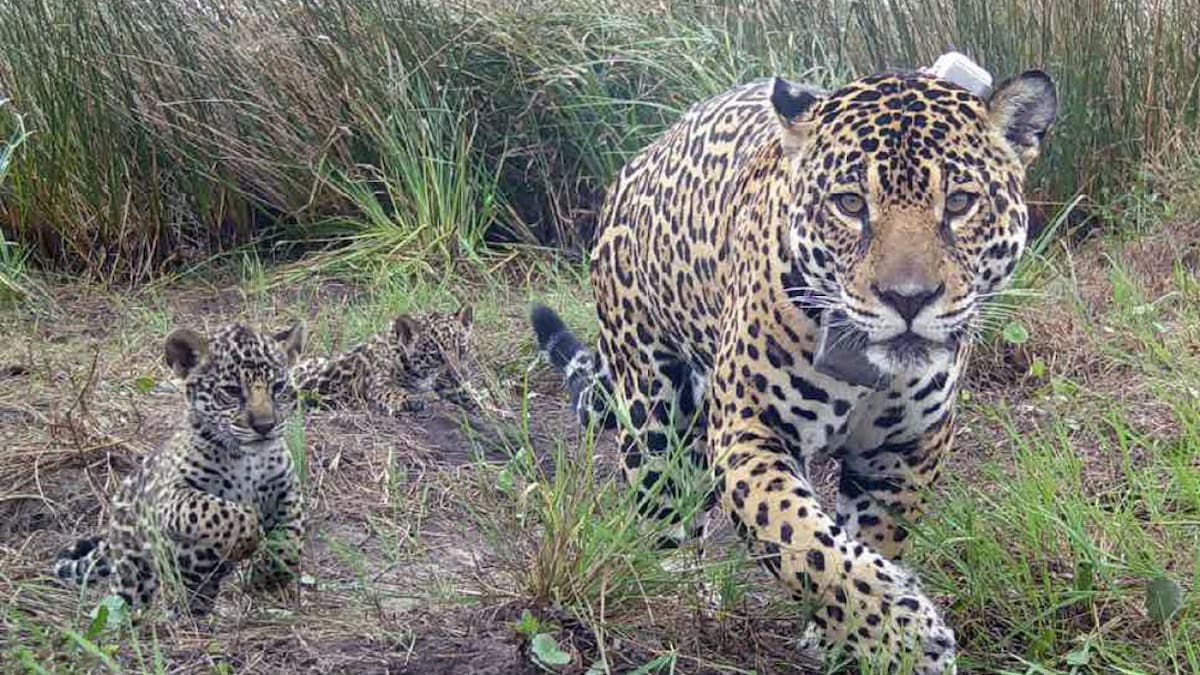 Nuevos ejemplares de yaguareté en Corrientes. Foto: X
