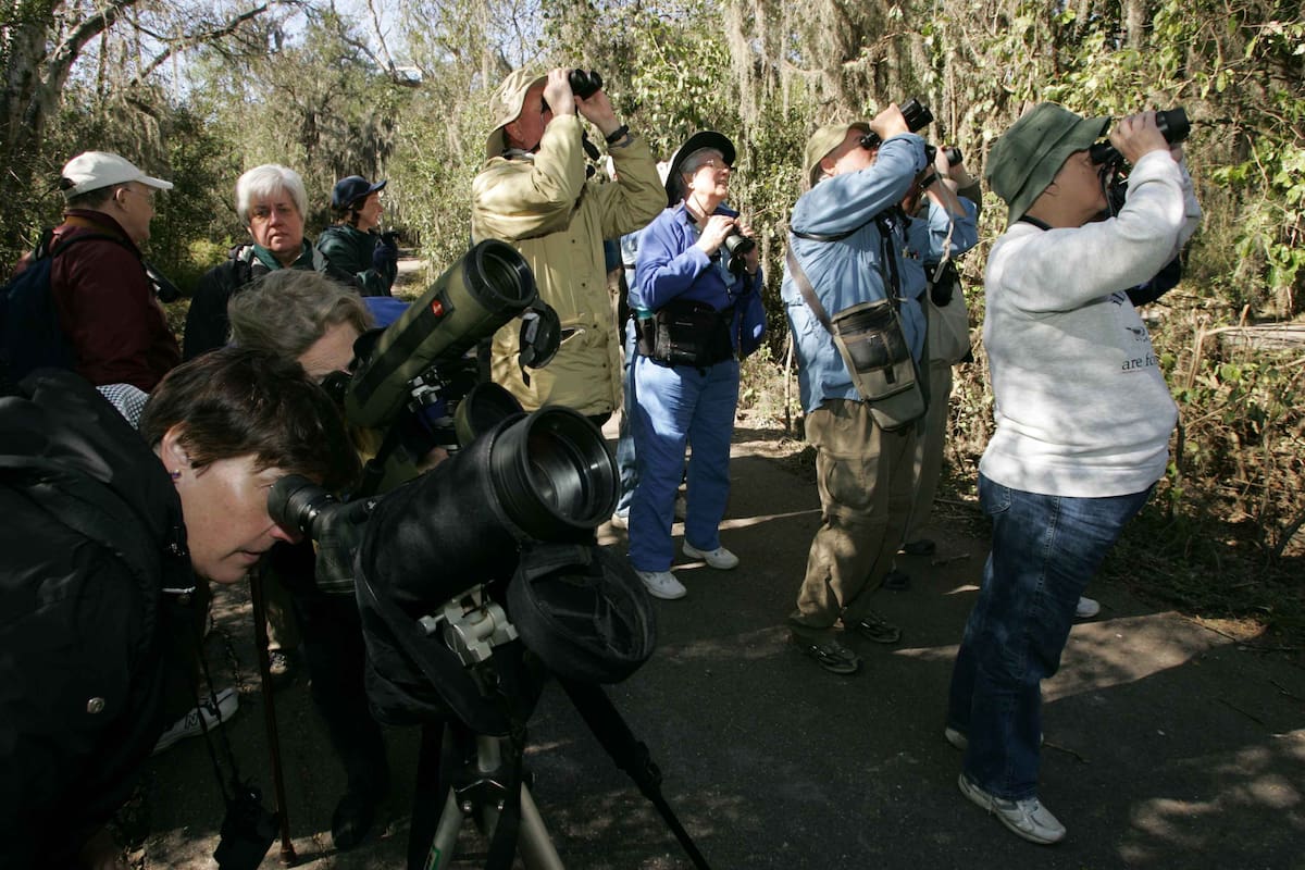 Observación de aves.