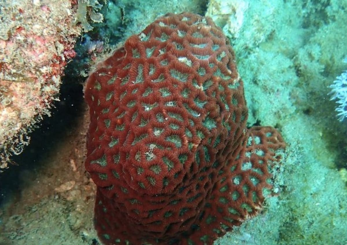 Océano, descubrimiento, coral. Foto Unsplash.