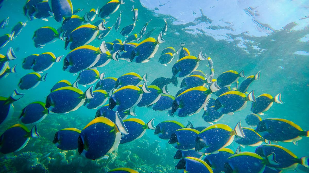 Crisis climática: expertos europeos defienden en Lisboa un pacto para preservar los océanos