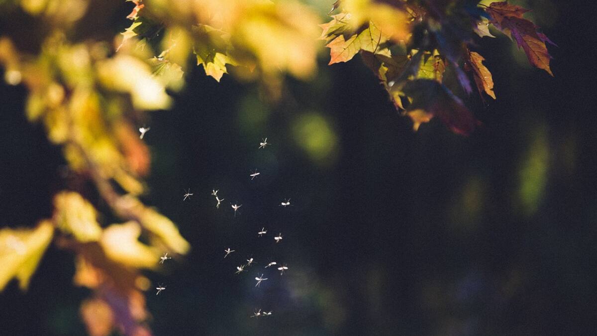 Ola de mosquitos en Argentina. Foto: Unsplash.